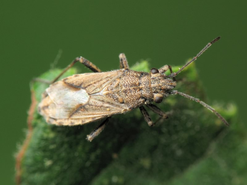 Ortholomus punctipennis (Herrich-Schäffer, 1838)